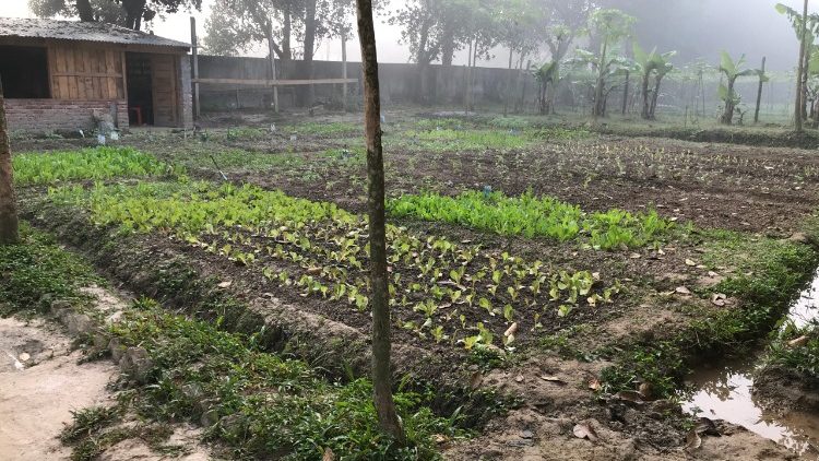 Un orto in Bangladesh - foto d'archivio