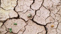 Siccità catastrofe fame.jpg