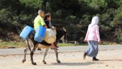 donkey-448996_960_720 okkkok.jpg