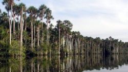 Puerto Maldonado 2.jpg