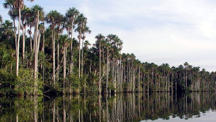 Francisco receberá expressões de afeto dos líderes indígenas e também da infância missionária