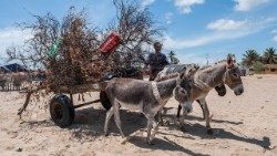 isla-san-carlos-109137_960_720 ok.jpg