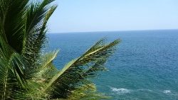 MARE.JPG