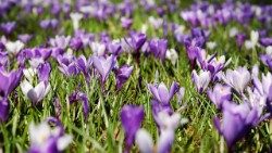 crocus-3226433_960_720 GIUSTO.jpg