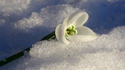 flower-3118087_1920 modificato.jpg