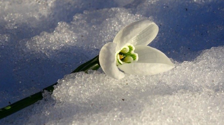 Todos nós nascemos porque alguém desejou a vida para nós. E esta é apenas a primeira de uma longa série de dívidas que contraímos vivendo. Dívidas de gratidão - Papa Francisco