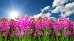 flower-3219718_960_720 GIUSTO.jpg