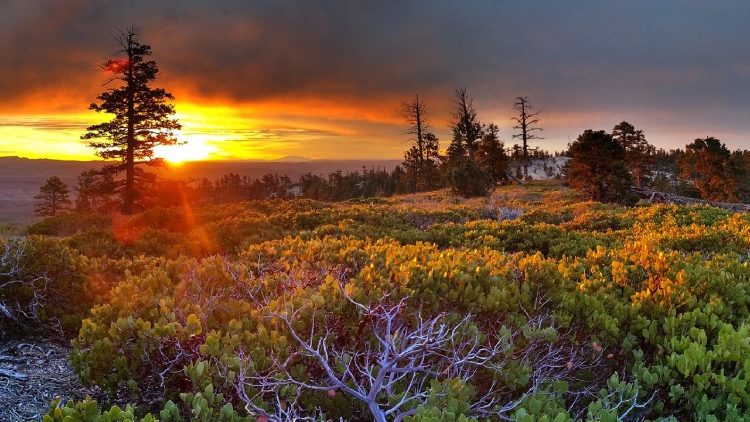 Diversos grupos religiosos se unen en la defensa de una "ecología integral" para el cuidado del ambiente.