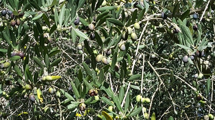 20171011_SPC_olivo, frutti.jpg