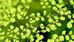 2019.01.17 foglie.jpg