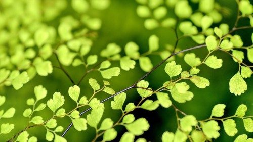 Giornata della Poesia. La ricerca sulla parola nelle solitudini della pandemia