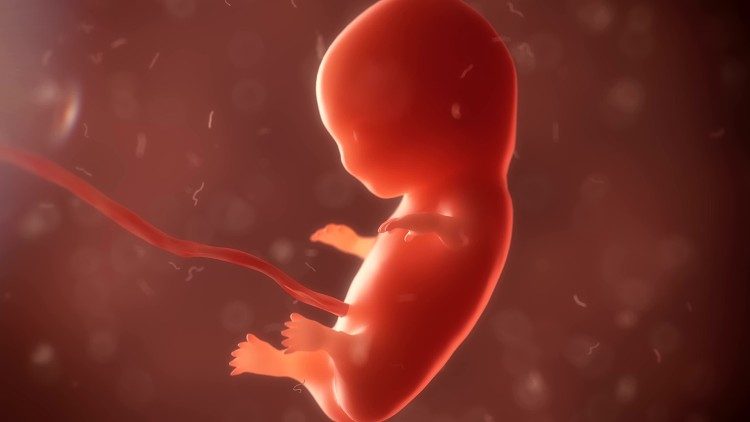 Embryo