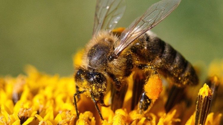 Biodiversidade animal e vegetal