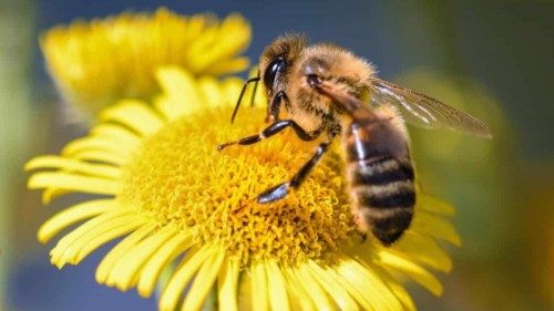 Il Papa ricorda la biodiversità: “tutto è carezza di Dio”