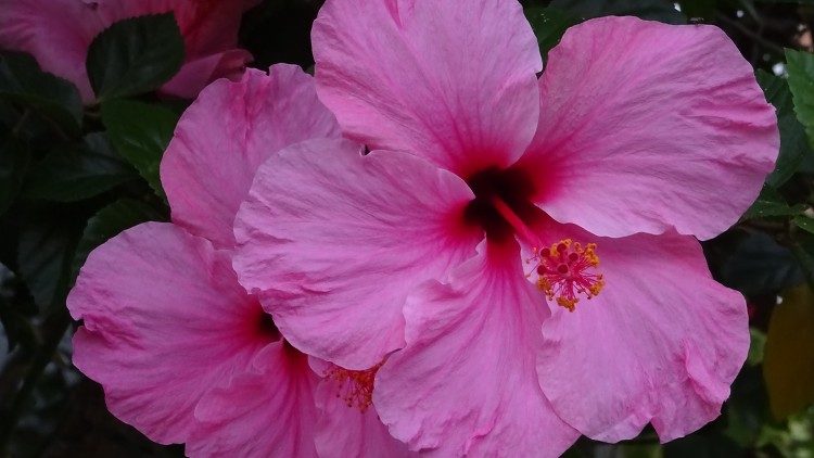 2019.03.17 bosco, verde, natura, fiore, protezione e salvaguardia ambiente