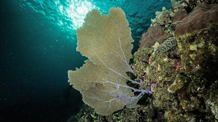 Honduras. La fauna hondureña