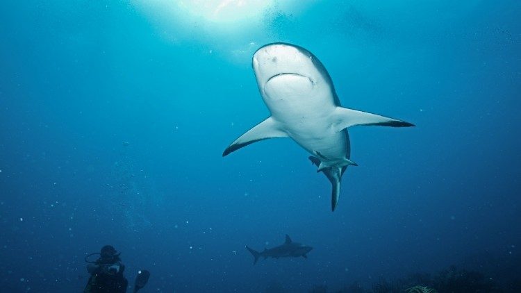 Honduras. La fauna hondureña