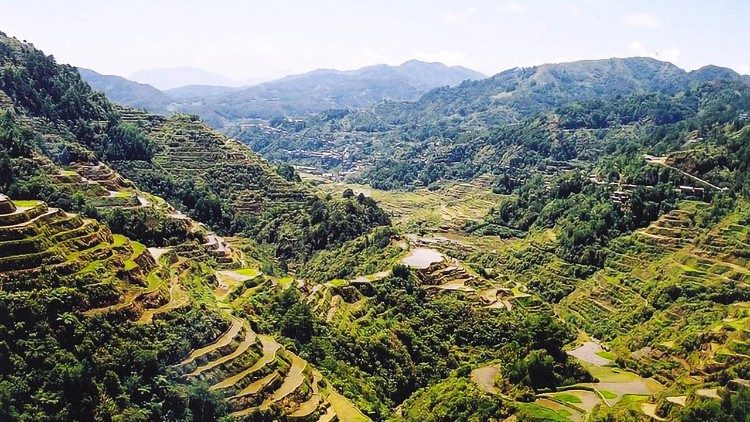 Reisplantagen auf den Philippinen