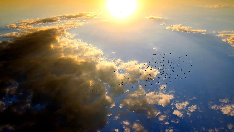 Birds flying into the sunset