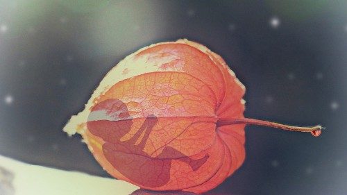 Argentina, aborto. I vescovi: la politica distante dal sentimento del popolo