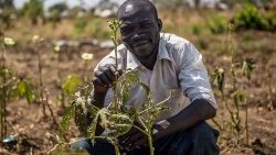 i-UGANDA-MAN-AND-THE-OKRA-PLANTS.jpg