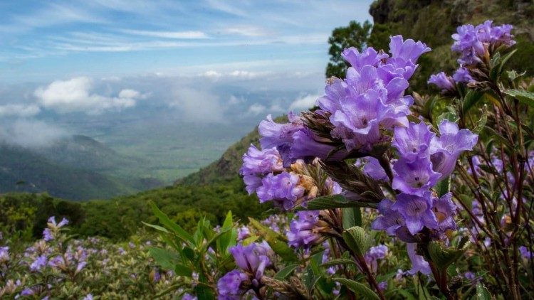 Muchas jóvenes de Assisi Garments vienen de Kerala