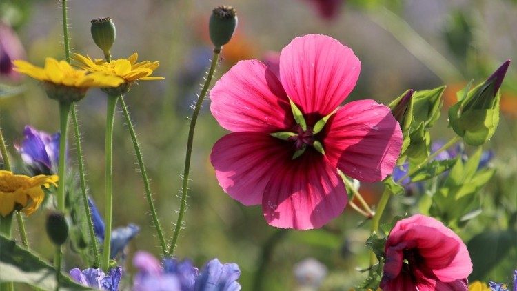 Laudato si', Carta encíclica do Papa Francisco sobre o cuidado da casa comum