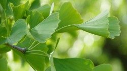 ginko-49880_960_720.jpg