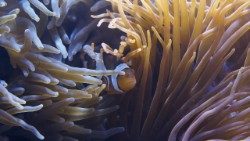 anemones-793402_960_720.jpg