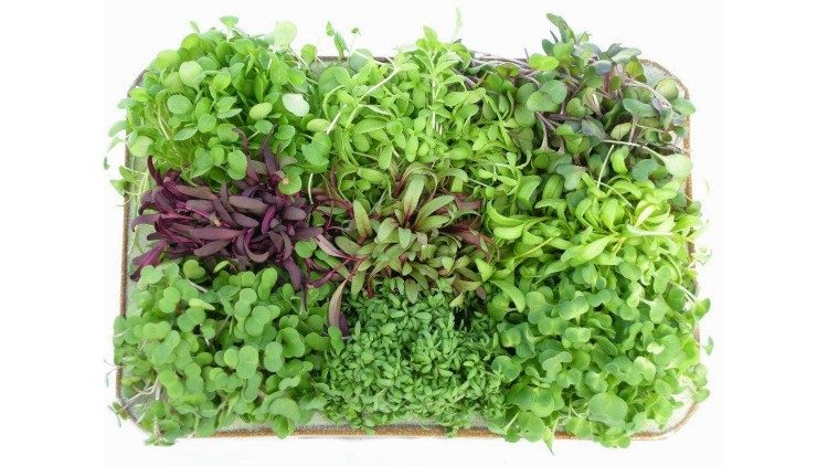 Anul special Laudato si': Dieceza de Liège în "tranziţie ecologică"