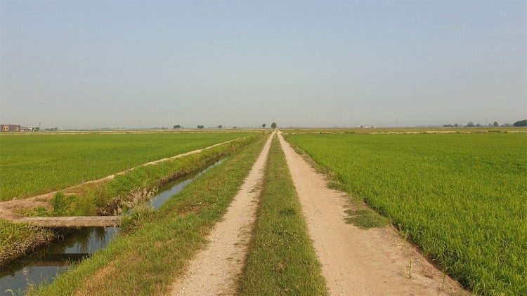 The rice fields of the Po Valley