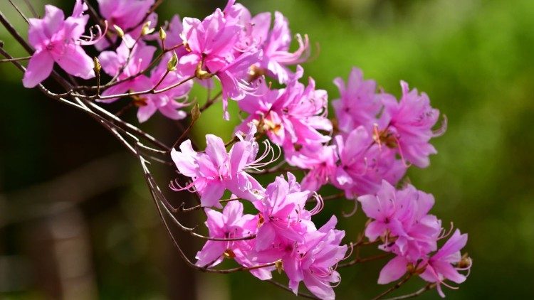 Dhamiri nyofu, iwasukume Wakristo kutubu na kumwongokea Mwenyezi Mungu, ili kweli waweze kushuhudia imani yao katika matendo adili na matakatifu. 