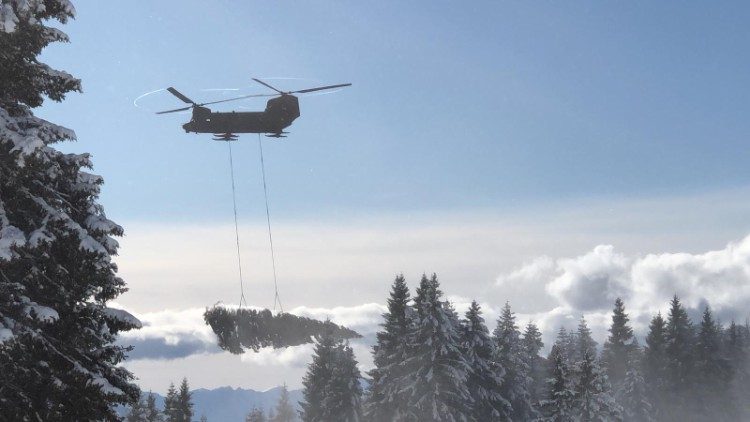A árvore de Natal sendo retirada da floresta 