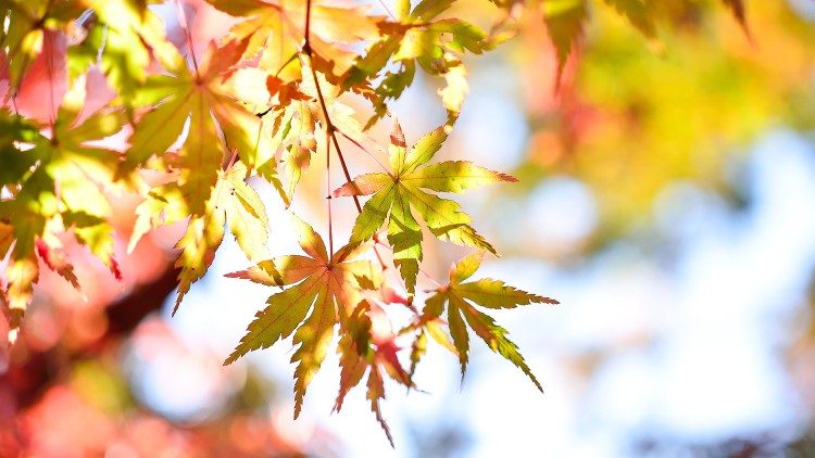 Kuanzia tarehe 1 Septemba hadi 4 Oktoba, 2020 Mama Kanisa anaadhimisha Kipindi cha Kuombea Utunzaji Bora wa Mazingira Nyumba ya Wote.