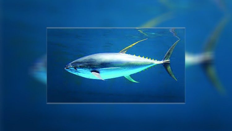 2019.12.03 Atum Tonno