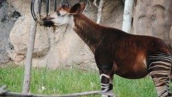 okapi-676795_960_720.jpg