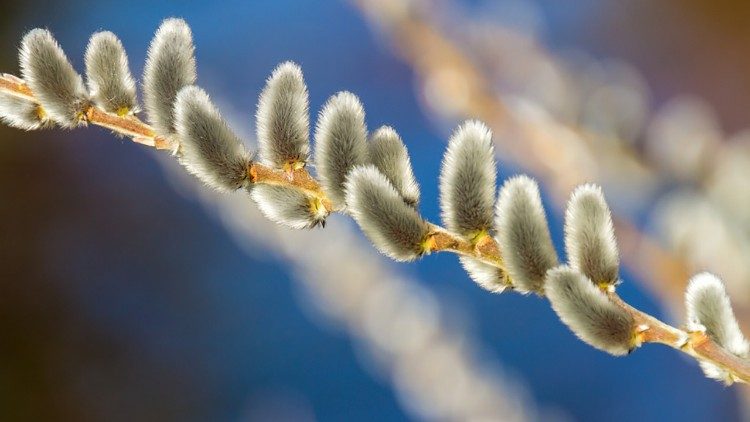 willow-catkin-4770051_960_720.jpg