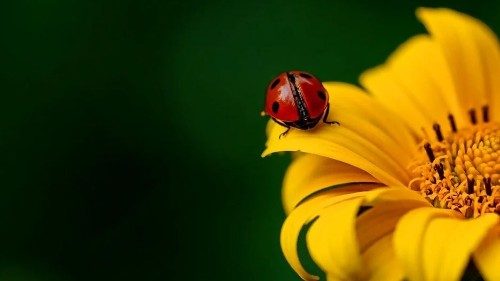 Dom Martin: a pandemia, ocasião de reflexão, oportunidade de novo início