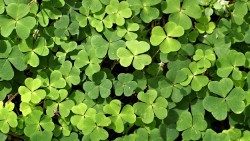 20200527_Pixabay_trifoglio-verde-felicita-gioia-natura_la-pienezza-della-mia-gioiaAEM.jpg
