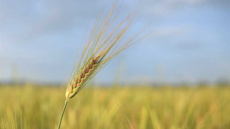 Campo - grão de trigo