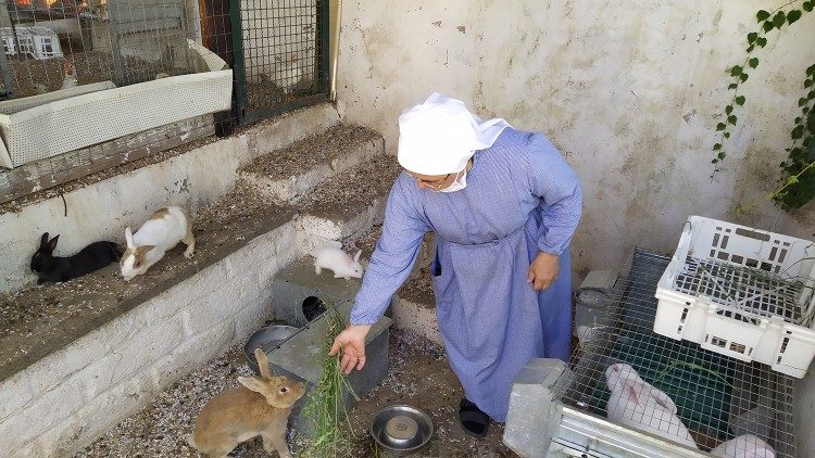 La cura degli animali