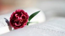bible-888299_960_720aem.jpg