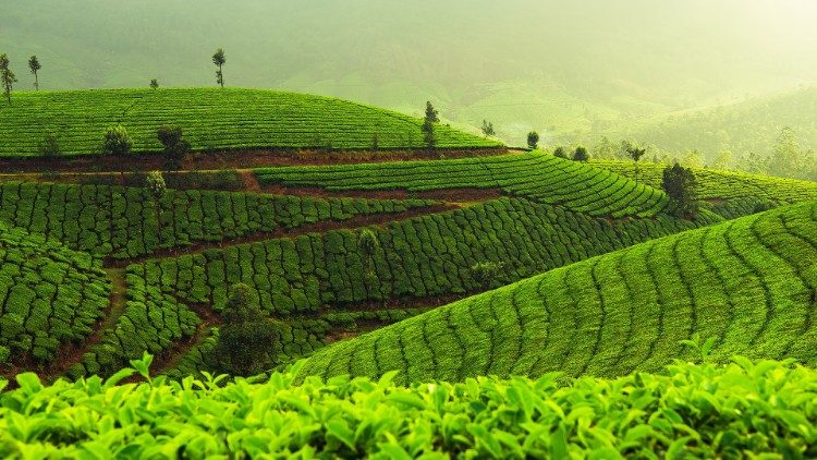 कई युवतियां केरल की हैं