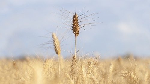 20200810_AdobeStock_chicco-di-grano-campo_se-invece-muore-produce-molto-frutto.jpg