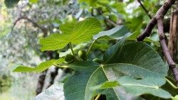 20200824_AdobeStock_sotto-l-albero-di-fichi.jpg