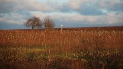 vineyard-5149910.jpg