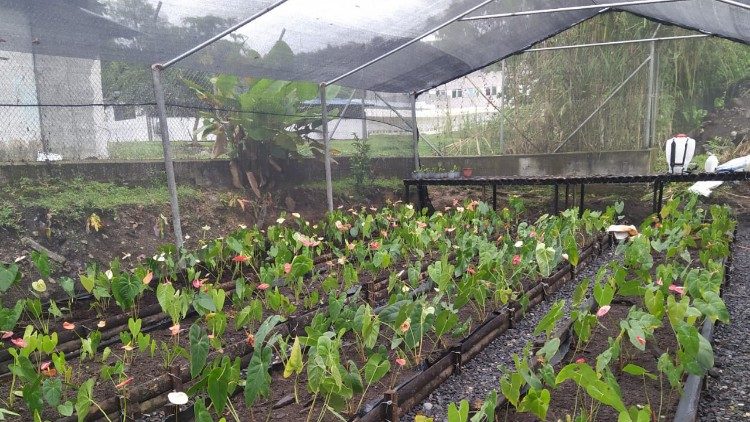 Clausura del Jubileo de la Creación en el Vicariato de Puyo Ecuador