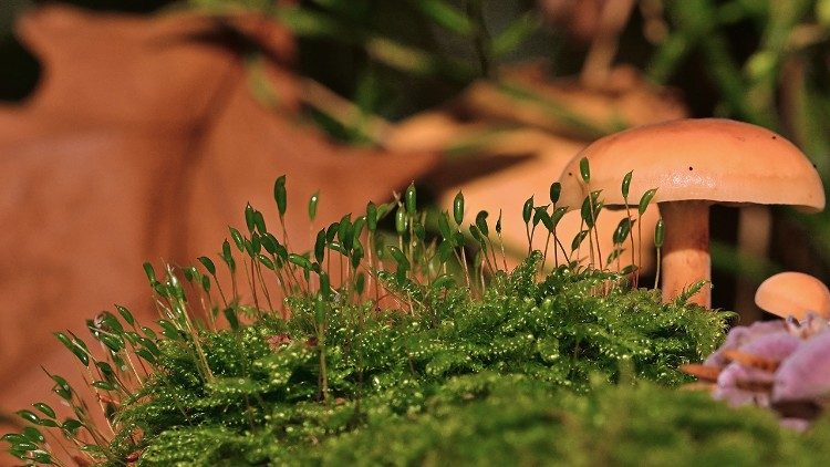 El 5 de diciembre se celebra el Día Mundial del Suelo