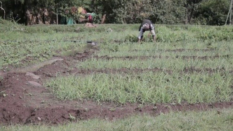 I campi irrigati grazie alla pompa d'acqua alimentata ad energia solare