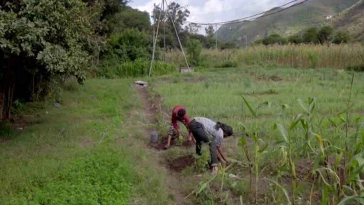 Agricultores ao trabalho no Iêmen
